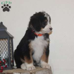 Cookie, Bernedoodle Puppy